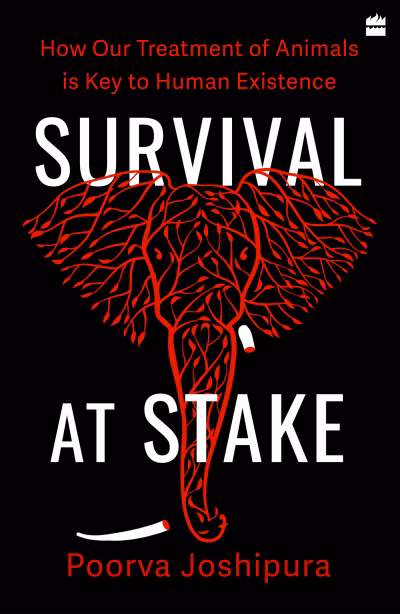 Book cover for 